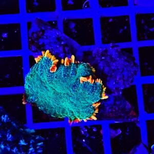 Rhodactis Solar Ring Jade