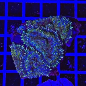 Rhodactis Ashspark Jade - COLONIA 4-5 polipi