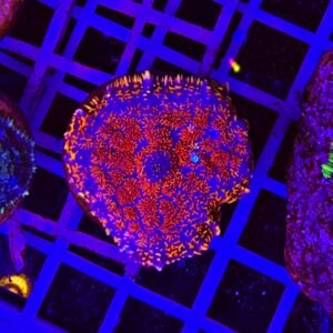 Rhodactis Crazy Flame Burst