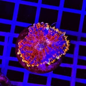 Rhodactis Orange Fury Core