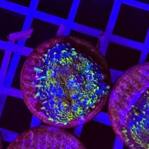 Rhodactis Grey Dotted Emerald