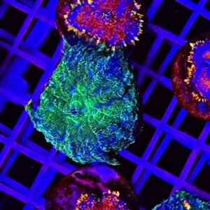 Rhodactis green metallic