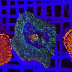 Rhodactis Orange Core Sentinel