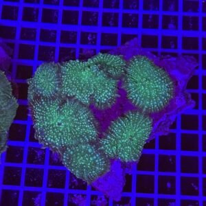 Rhodactis Frosted Jade Shroom - COLONIA MADRE, 6-7 POLIPI