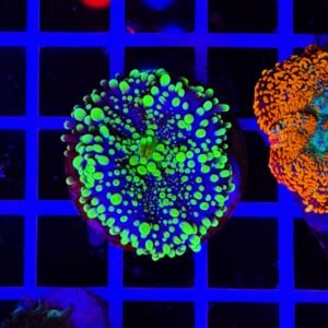 Rricordea green neon