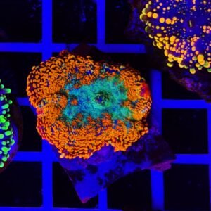 Rhodactis Fluoro Heart Inchoa