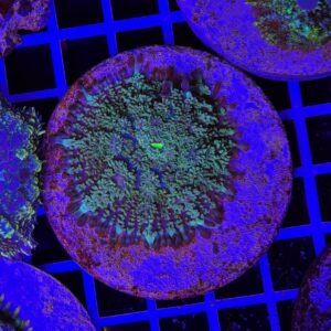 Rhodactis green eyes