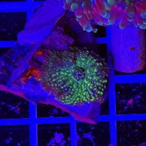 Rhodactis green frog