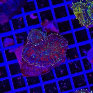 Rhodactis Ruby Spark Forest - 2 polipi