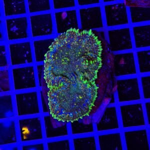 Rhodactis Neon Circuit Moss