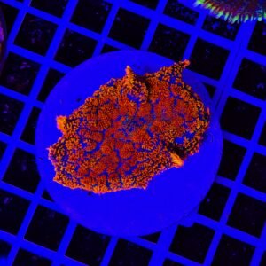 Rhodactis Solar Edge