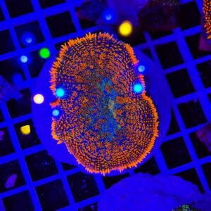 Rhodactis Solar sunrise