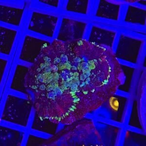 Rhodactis green blue