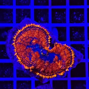 Rhodactis Solar Edge Inchoa