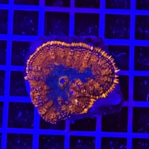 Rhodactis gracil Inchoa