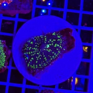 Rhodactis Glowspot Jade