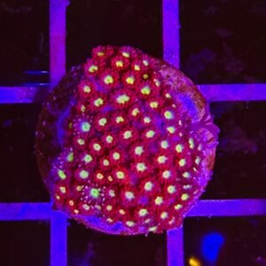 Bernardpora Stutchburyi - ultra red - small