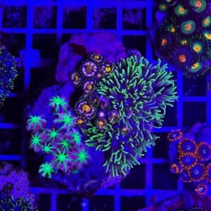 Composizione: briareum, zoanthus, anthelia