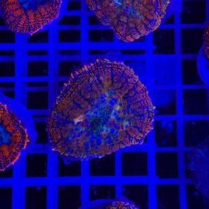 Rhodactis walkable desert