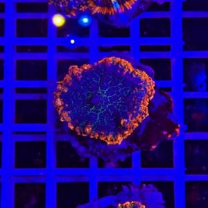 Rhodactis solar rocky