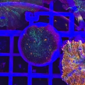 Rhodactis star plutonium