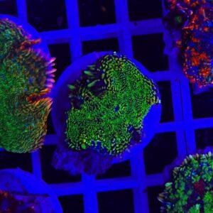 Rhodactis green reset