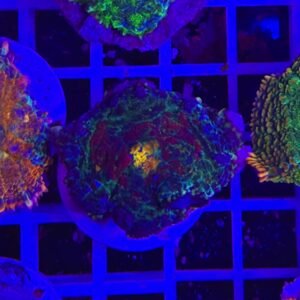 Rhodactis sorrounded island