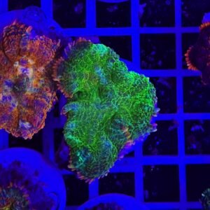 Rhodactis demonic green