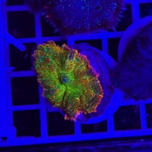 Rhodactis chili pepper