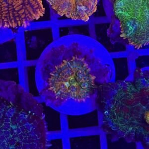 Rhodactis spicy explosion