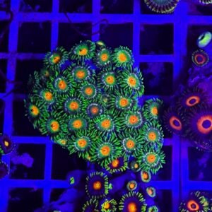 Zoanthus lemongrass - large, GRADO A