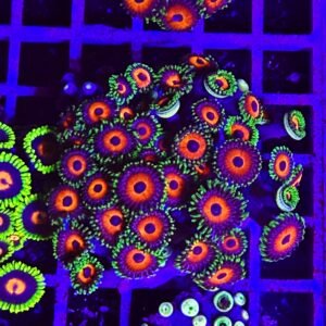 Zoanthus burnt eye - large, GRADO A