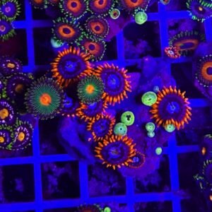 Zoanthus combo 110 - GRADO A