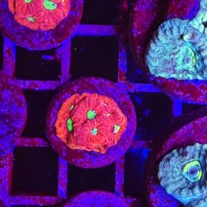 Favites pentagona, red - small