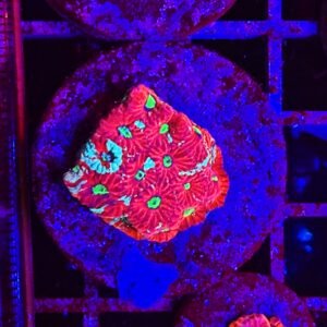 Favites pentagona, "galaxy red"