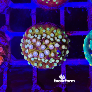 Cyphastrea “banana” - small