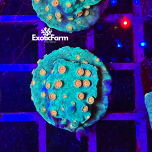 Cyphastrea “electric canopy” - small