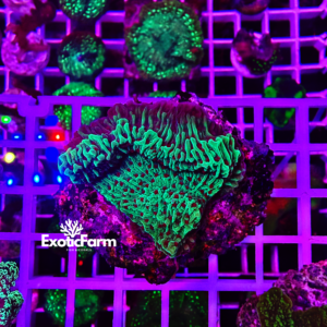 Montipora sp. “chili pepper”