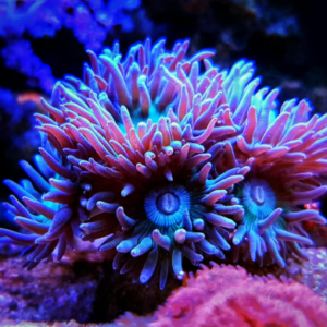 Duncanopsammia axifuga 3-4 calici