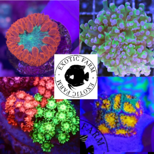 OFFERTA - 5 talee LPS, piccole (PREMIUM)