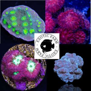 OFFERTA - 5 talee LPS, piccole