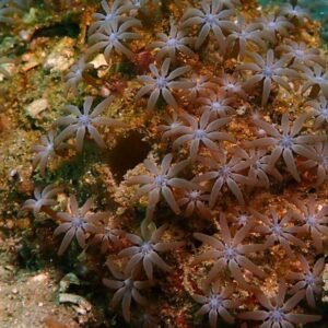 Acrossota amboinensis