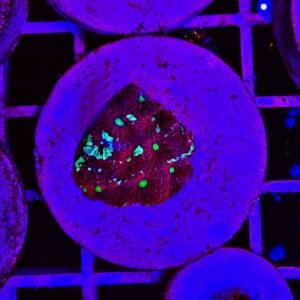 Favites pentagona, "galaxy red"