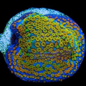 Montipora sp. Rainbow