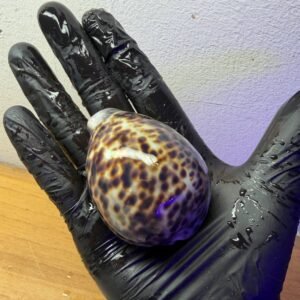 Cypraea tigris, 7-9 cm