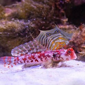 Synchiropus stellatus