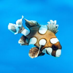 Plectorhinchus chaetodonoides