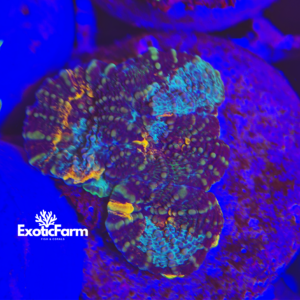 Acanthastrea echinata Rainbow