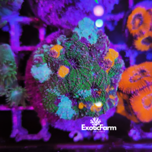 Acanthastrea echinata "Tricolor Ultra Rainbow"
