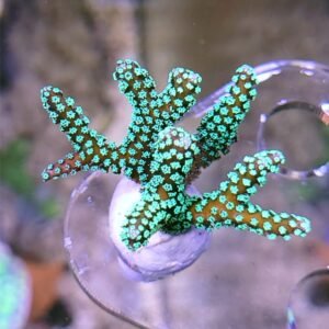 Seriatopora caliendrum - frag small